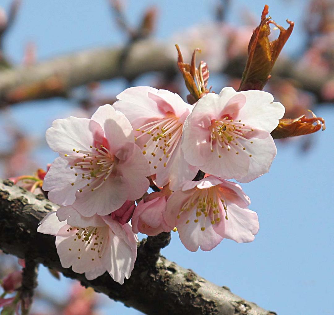这份全国八大超美赏樱攻略,国内赏樱地盘点图片
