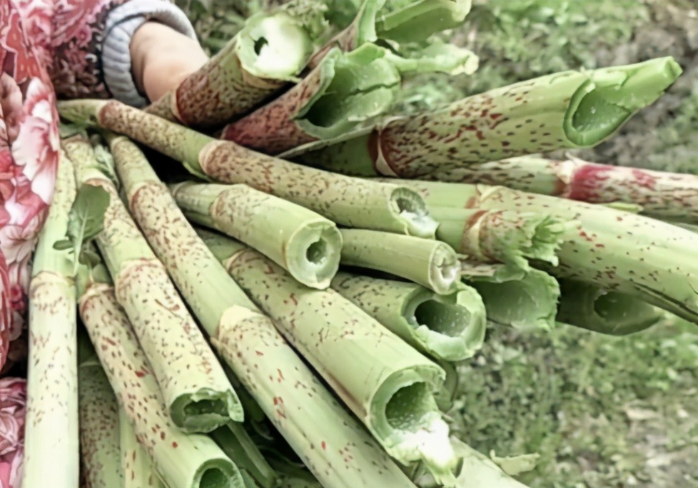 俗称“酸竹筒”，1月长1米，若遇到请移栽回去，别不懂其价值