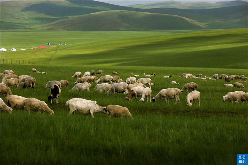 这个美如天堂的呼伦贝尔草原，是世界四大草原之一，盛赞北国碧玉