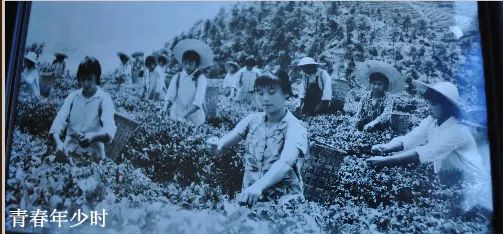 川红工夫,川红工夫红茶的历史