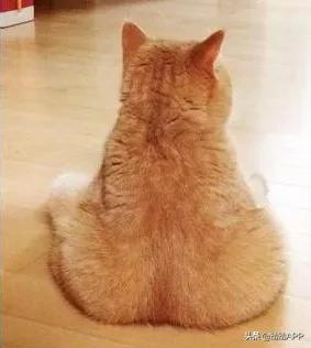 改善屁股大假胯宽的动作,假胯宽妈妈臀瑜伽多久可以消除