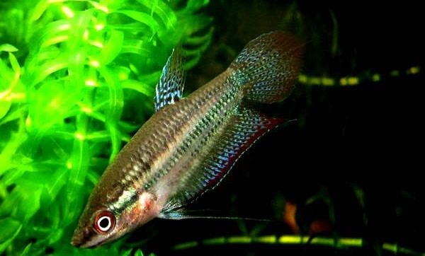 小型观赏鱼不用加热的都有什么鱼,小型观赏鱼小鱼苗