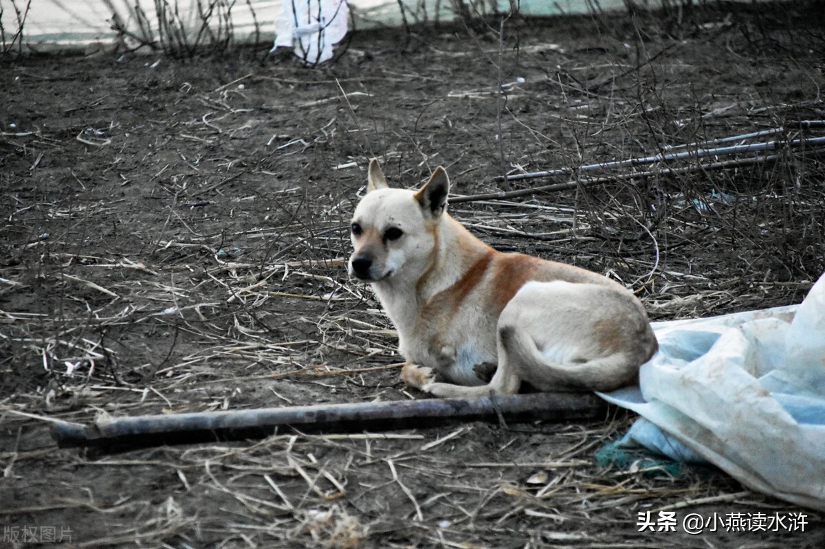大黄狗田园犬,武当山大黄狗