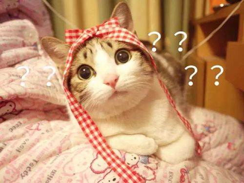 猫咪动作非常缓慢,猫咪动作异常