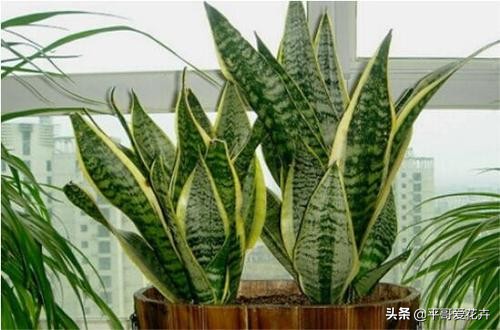 新房除甲醛哪种植物最好最有效,什么树除甲醛效果最好最快