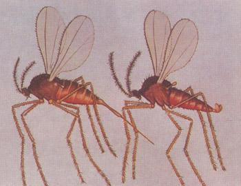 双翅目昆虫的特征是什么,半翅目昆虫有哪些典型特征