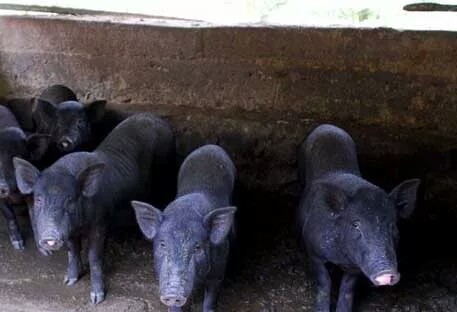 养殖业可以无息贷款吗,养殖业无息贷款相关政策