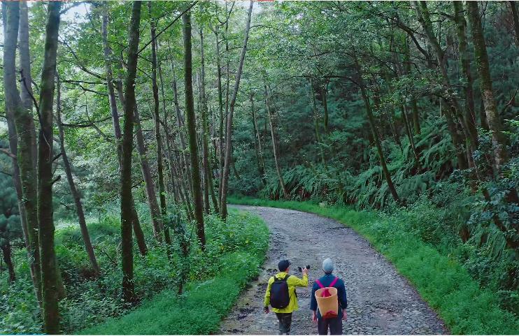 野生菌的毒是什么毒,野生菌属于毒品吗