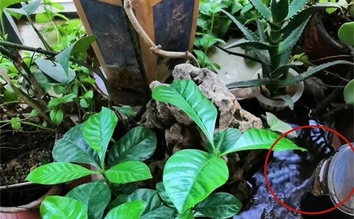 缁胯悵闀垮緱鏋濈箒鍙惰寕,浜哄鍏荤殑缁胯悵鏋濈箒鍙惰寕