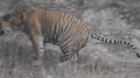 猫猫挠猫砂,猫便便之后挠猫砂盆