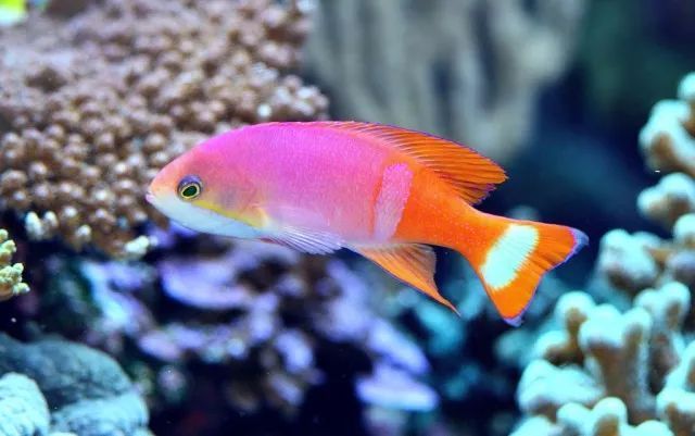 包金金鱼会褪色吗,你的金鱼是哪条金鱼