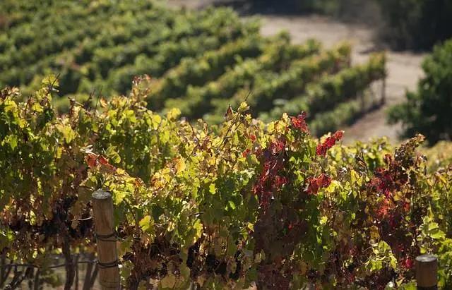 智利十大的酒庄排名榜最新,智利葡萄酒十大酒庄