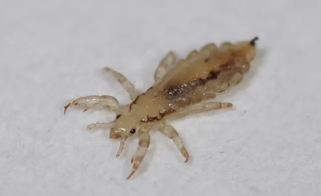 鸡虱子最佳防治办法,笼养鸡的鸡虱子怎样有效去除