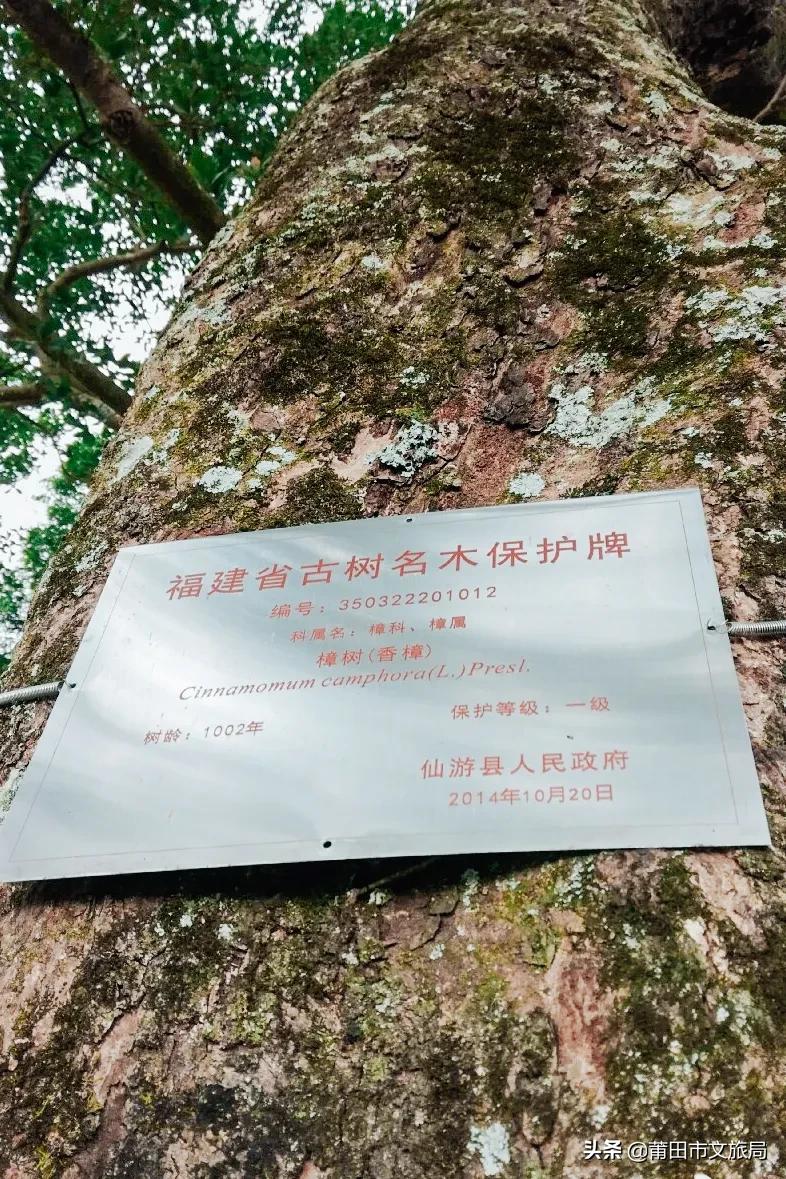 千年古樟树福建仙游,樟树千年古香樟