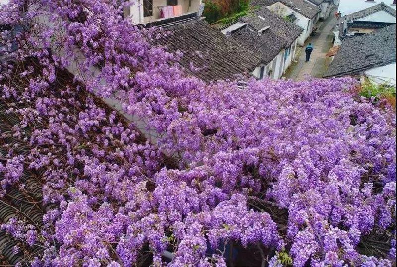 四月的春风西安,四月春风里的樱花