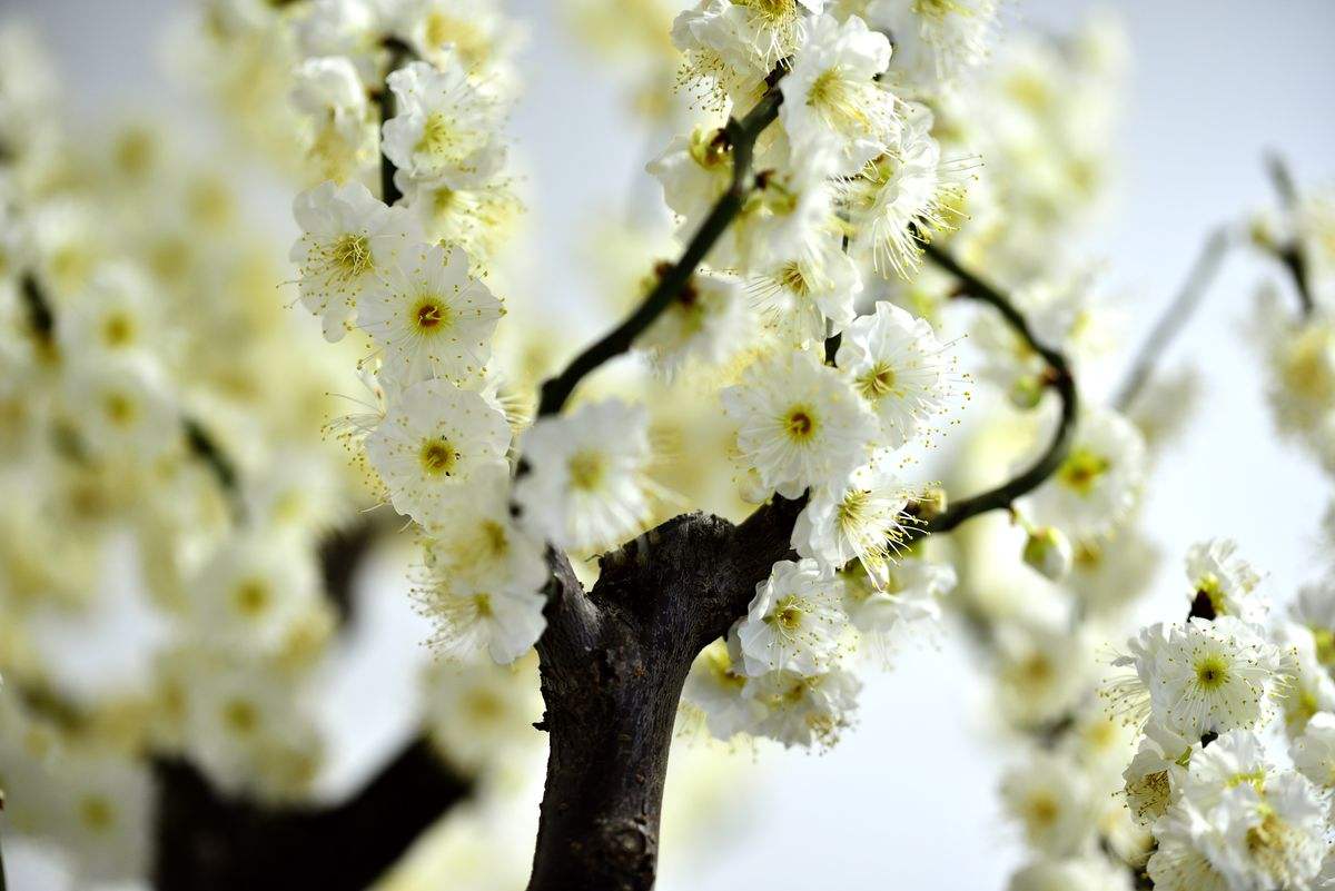 梅花常见病害有哪些,盆栽梅花常见病害