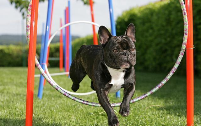 狗狗食欲不振,主要4大原因!作为主人你了解多少?