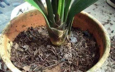 1个洋葱丢盆里,花朵砰砰开,一下能变2个头,省钱了!