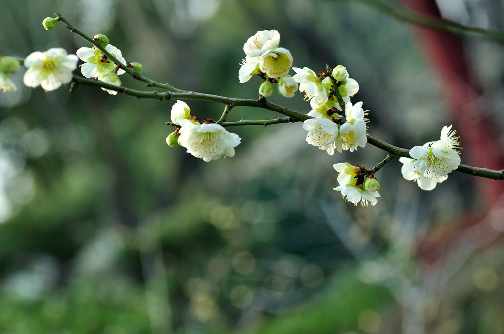 梅子杏子李子果实的区别,梅子和李子有什么区别