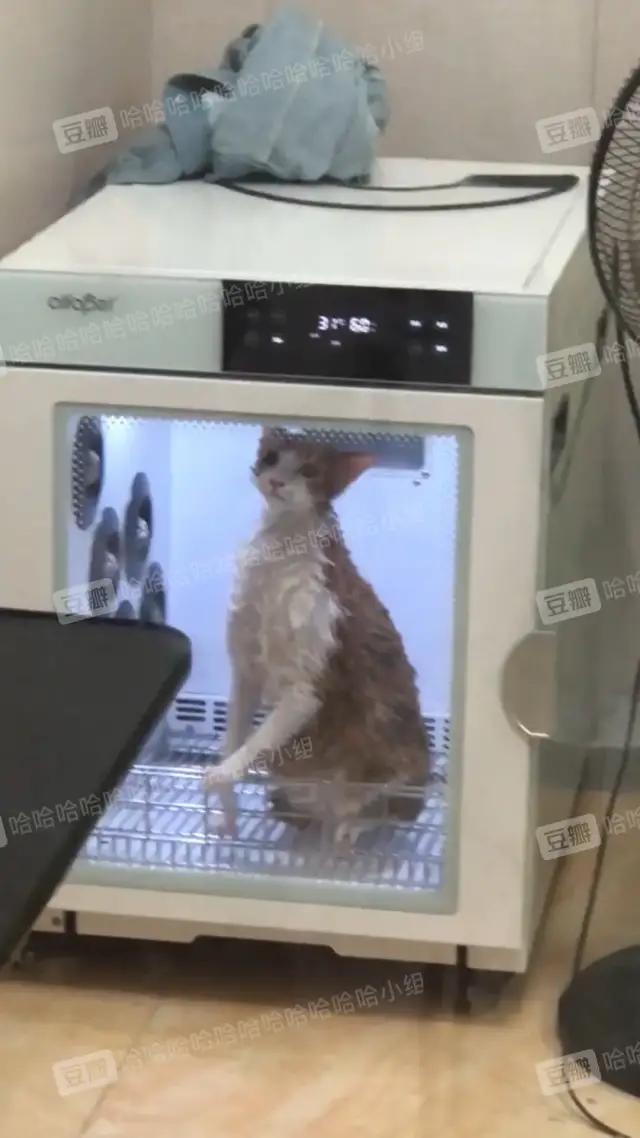 哈哈哈哈哈我笑到我家的狗偷开邻居家的车送我去精神病院