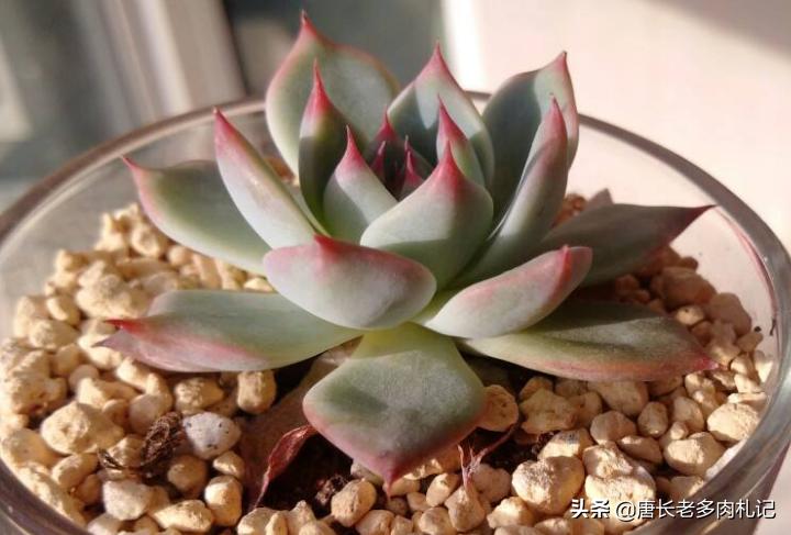 多肉吉娃莲怎么爆头最快,多肉吉娃娃叶片薄怎么办