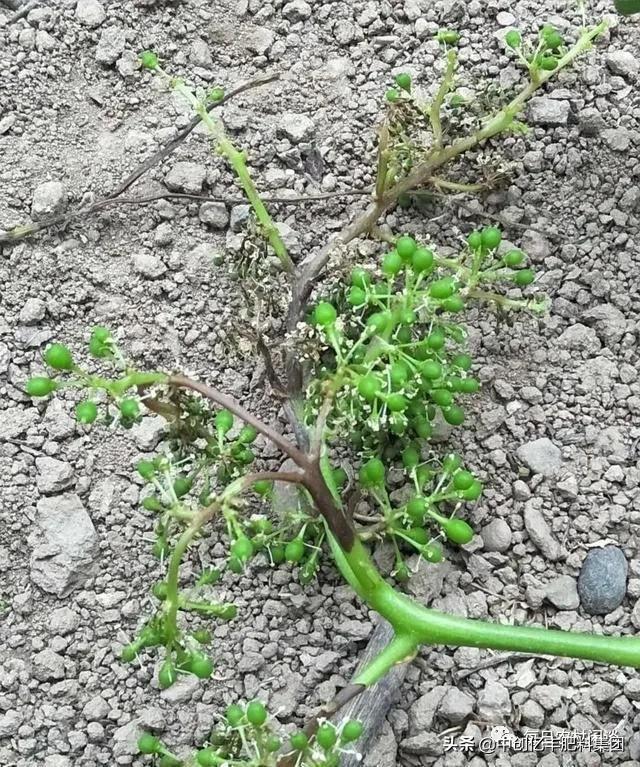 葡萄果穗上有药斑怎么办,葡萄果发黑是什么病害
