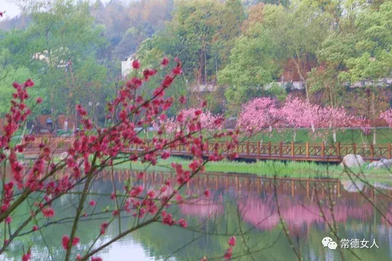 桃花源又见桃花开,盛景等君来,你若不来、花为谁开?