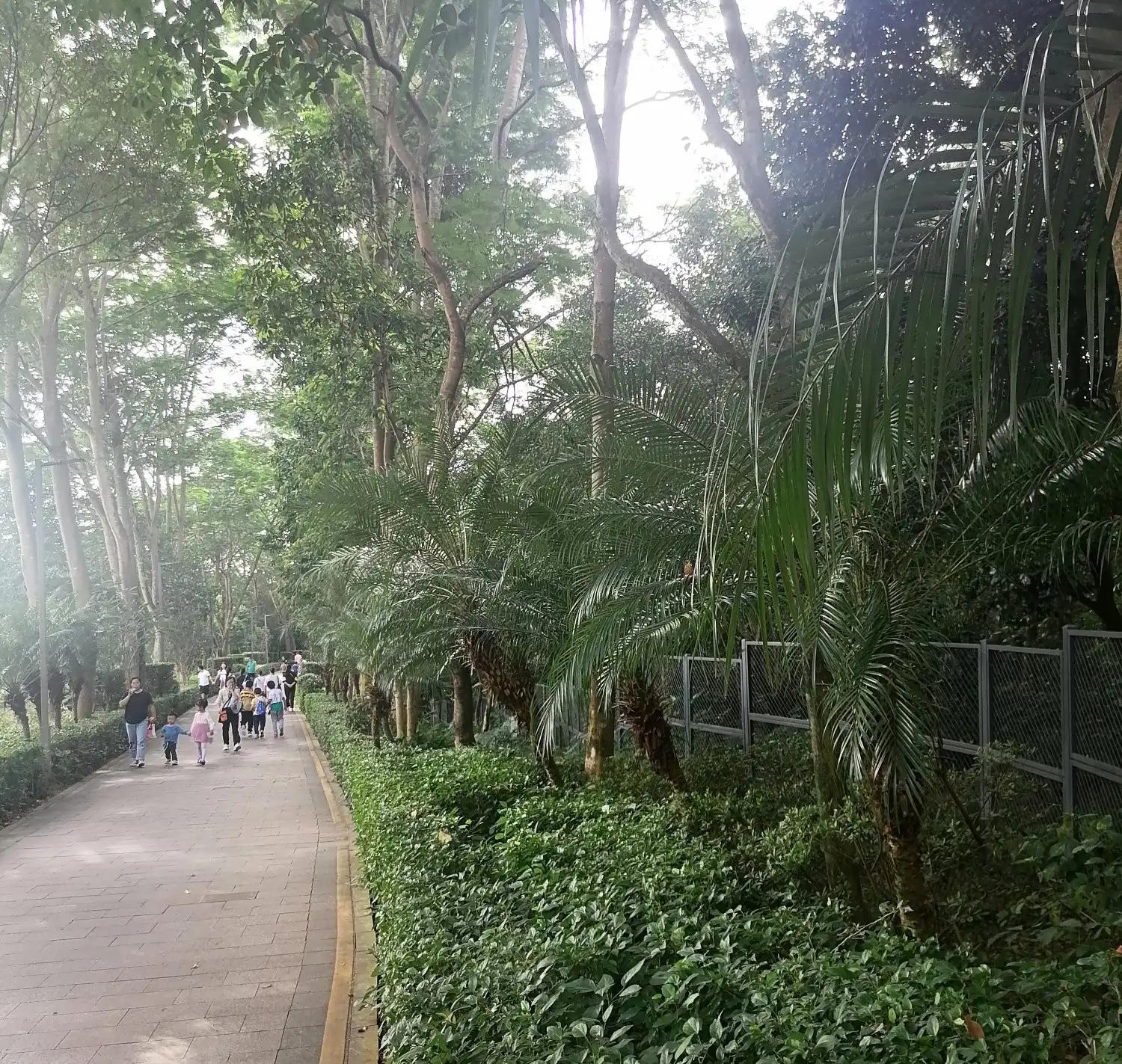 深圳龙华绿道风景区,深圳大浪绿道全景图