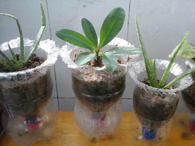 如何用塑料瓶做养花神器,今天教你如何让塑料瓶秒变盆栽