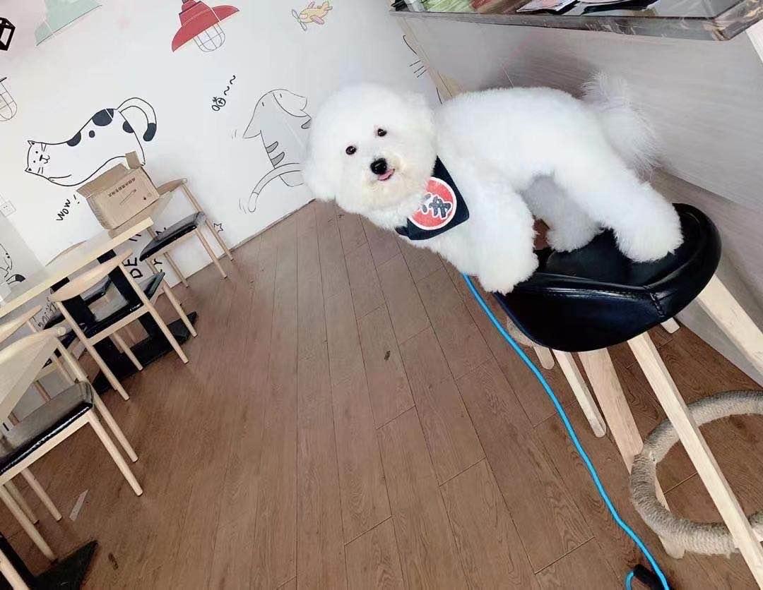 寻狗启事边境牧羊犬,寻狗启事希望能看到狗狗后续