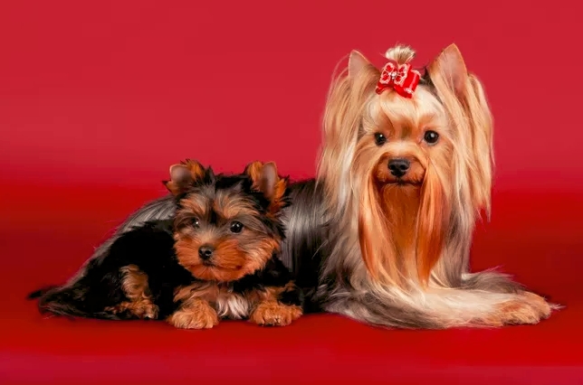 约克夏狂犬疫苗要打吗,约克夏犬伊维菌素能打吗