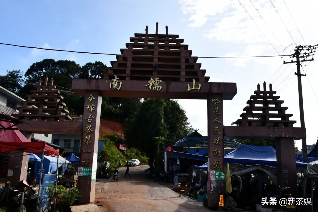 南糯山拔玛寨茶的特点,南糯山拔玛茶介绍