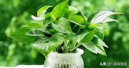 绿萝水培总是黄叶?只要3招,立马就绿回来