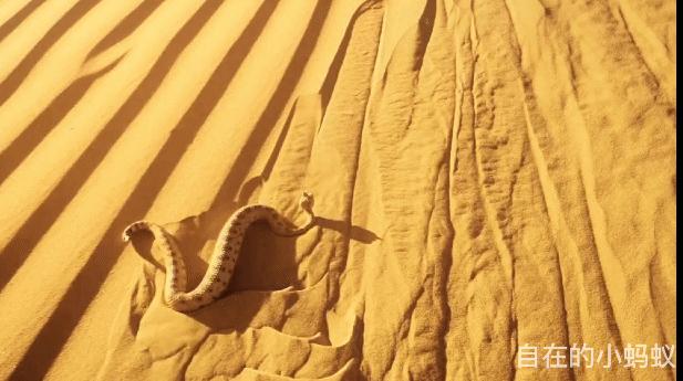 一生不喝水，却活成沙漠里的魔鬼蛇，爬行方式太优美毒蛇响尾蛇