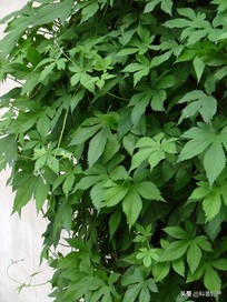 什么草泡脚防止小孩拉肚子,儿童腹泻怎么止泻的小妙招