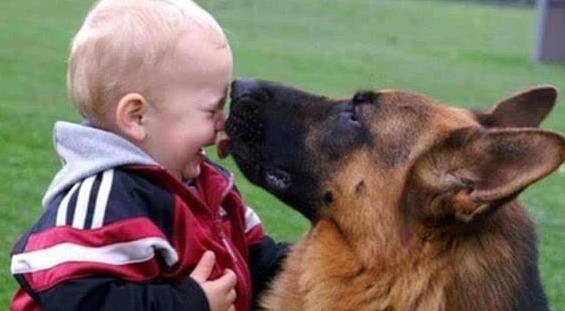 德国牧羊犬优点,德国牧羊犬的优缺点