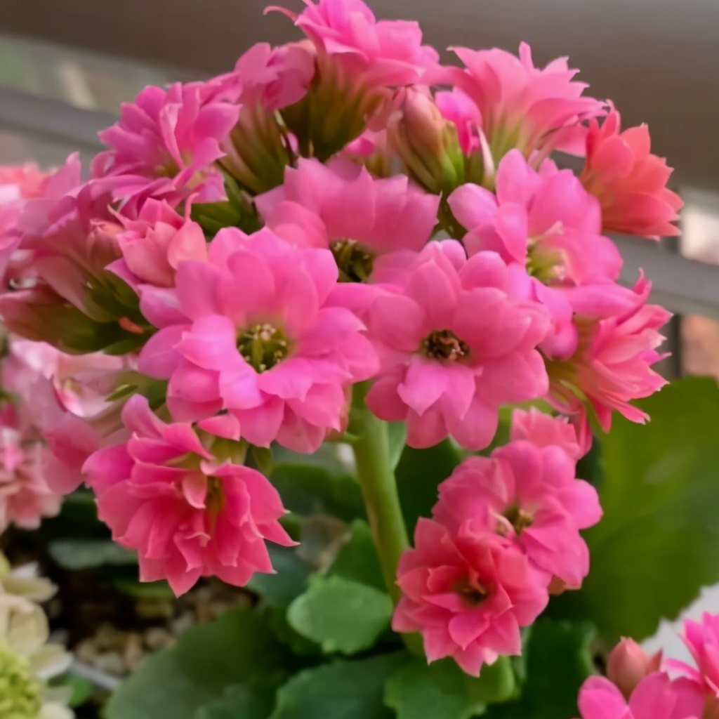 养长寿花的绝招,养长寿花怎么过冬