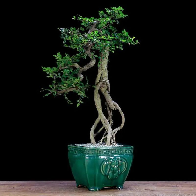 自己上山挖树根做盆景有前景吗,山上挖回来的树根怎么做成盆景