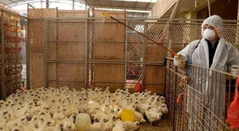 鸡流感用什么药可以预防,流感季节怎么才能给室内杀菌消毒