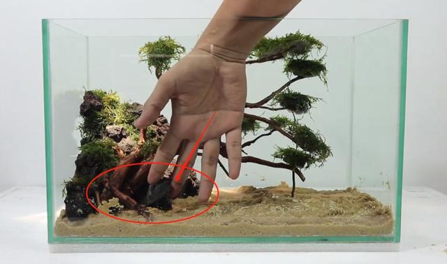 莫斯树到底好不好,莫斯树是什么