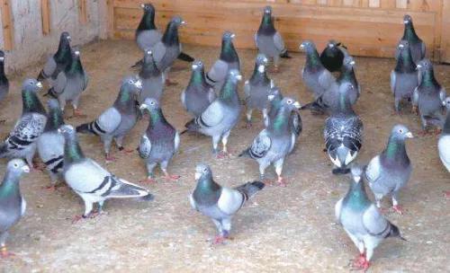 炎夏酷暑小心防范这些常见的夏天赛鸽疾病