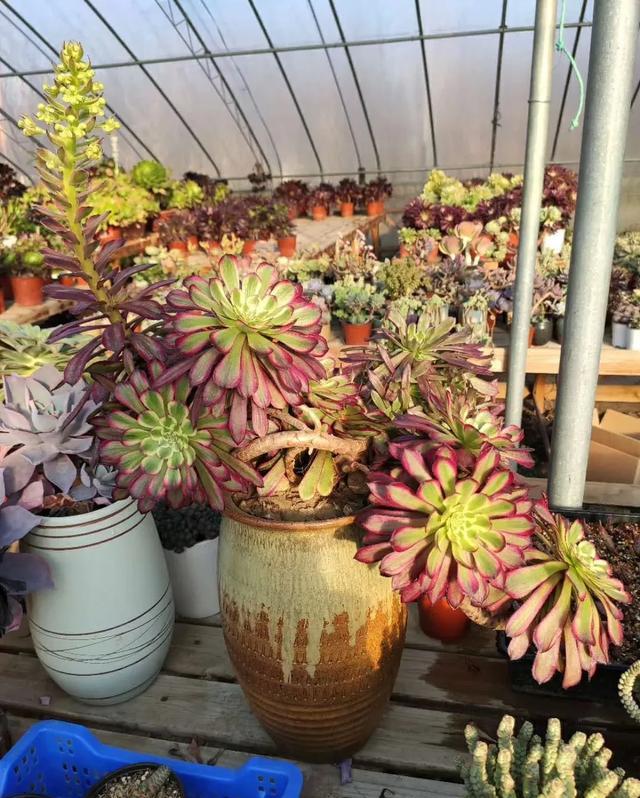 养花10年浇水技巧,花卉浇水干湿循环几天最好