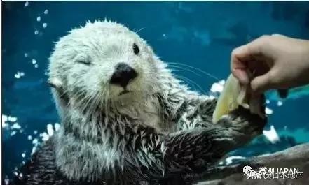 魅力大阪,魅力之都服饰