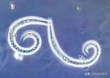 下雨过后路边为什么会出现蜗牛,深圳雨后出现非洲大蜗牛怎么处理