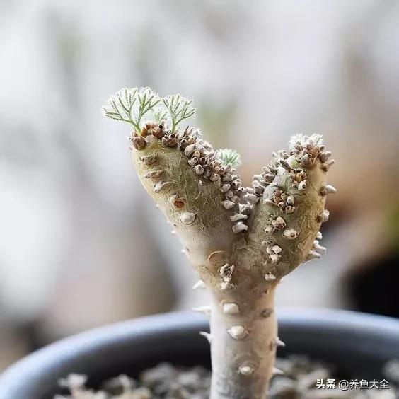 世界名贵花图片大全集,世界上最漂亮名贵的花卉