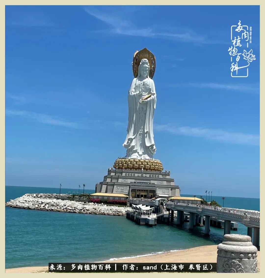 多肉怎么度过三伏天,多肉在三伏天怎么度夏