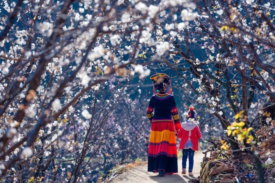 足不出户欣赏美丽的云南风景,攀枝花3月赏花景点