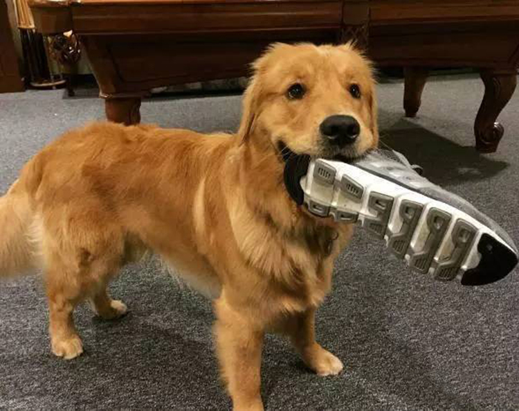 狗拆家怎么办教你一招,怎么训练狗狗不拆家乱咬东西