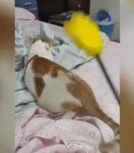 猫咪的快乐就是晃头晃脑,猫咪的隐藏开关