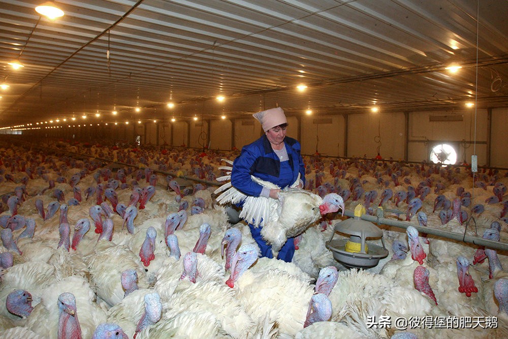 历经7年谈判，俄罗斯牛肉终于进入中国市场，下一步进军猪肉市场